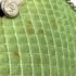 Chanel Green CC Mark Kisslock Bag Chain Shoulder Bag - Image 4